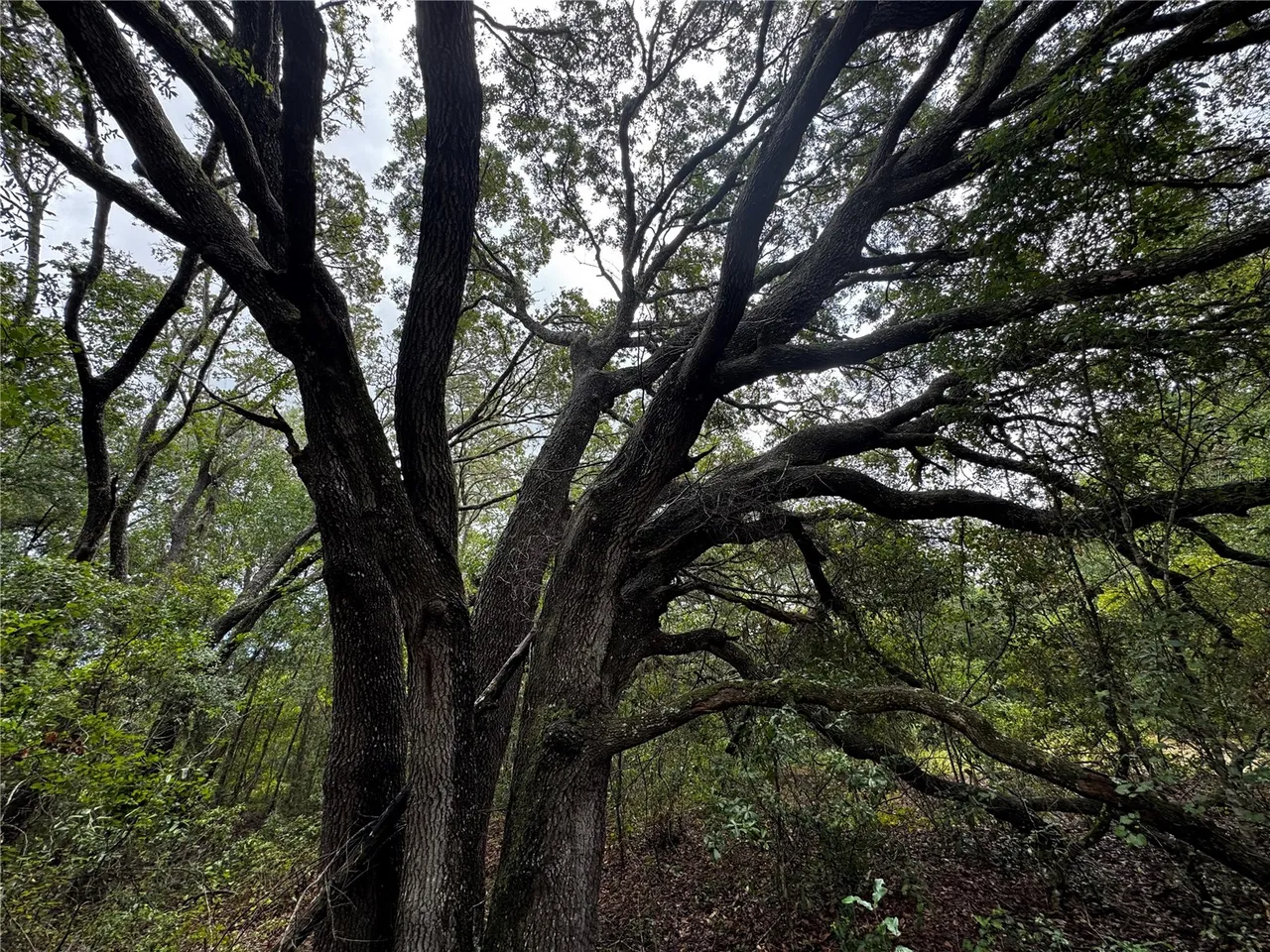 00 SE 115TH PLACE RD., Ocklawaha, FL 32179