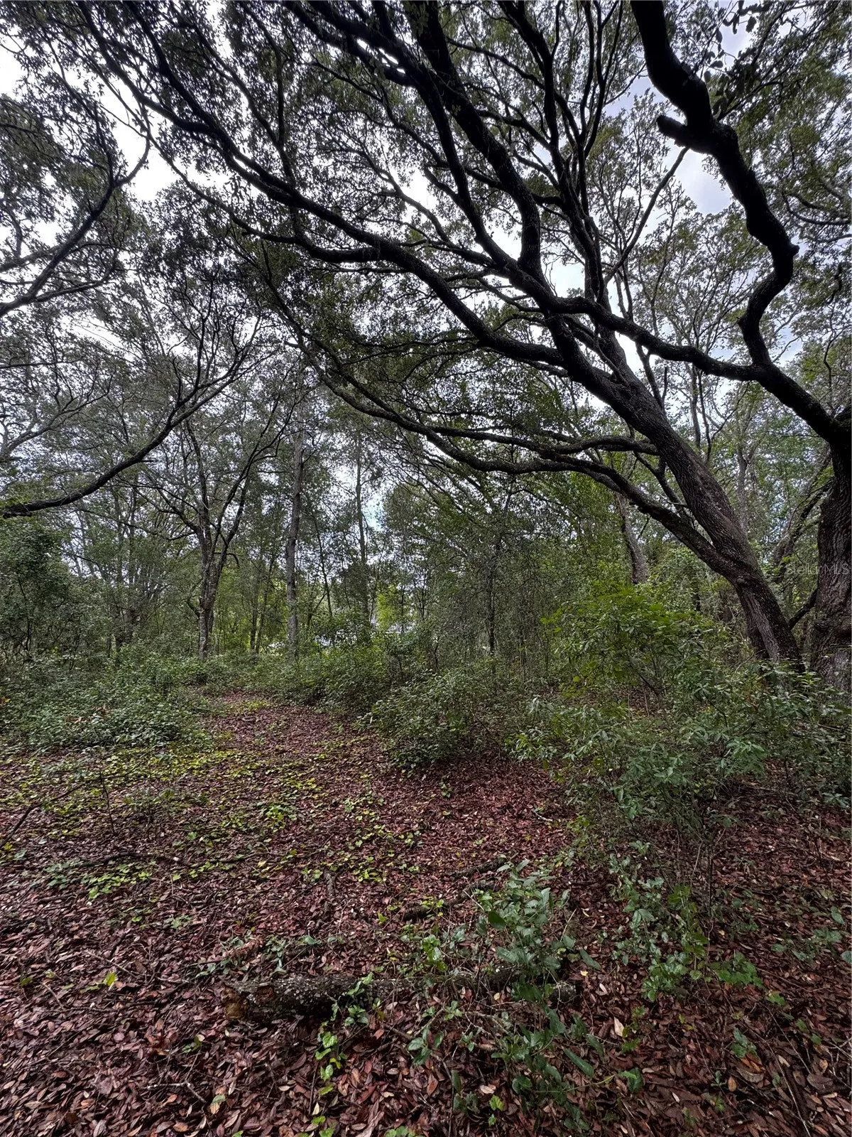 00 SE 115TH PLACE RD., Ocklawaha, FL 32179